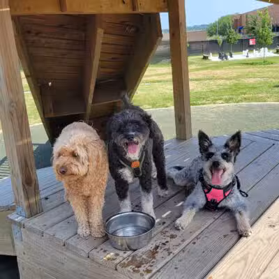 Paws & Pints - Des Moines, IA