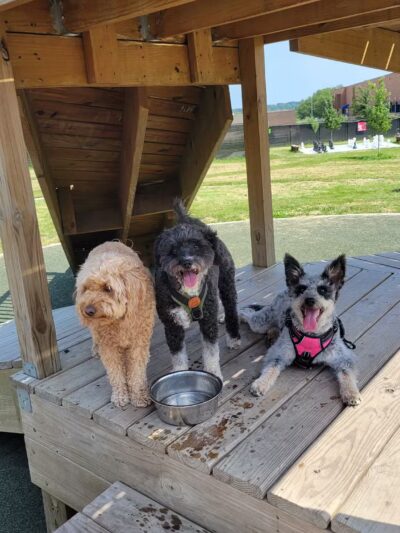 Paws & Pints - Des Moines, IA