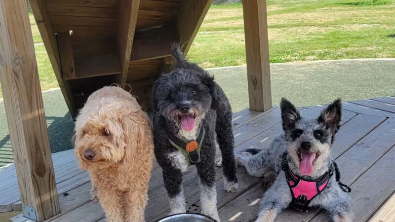 Paws & Pints - Des Moines, IA