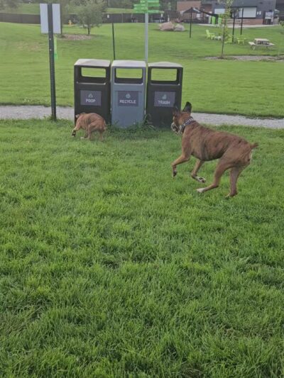 Paws & Pints - Des Moines, IA