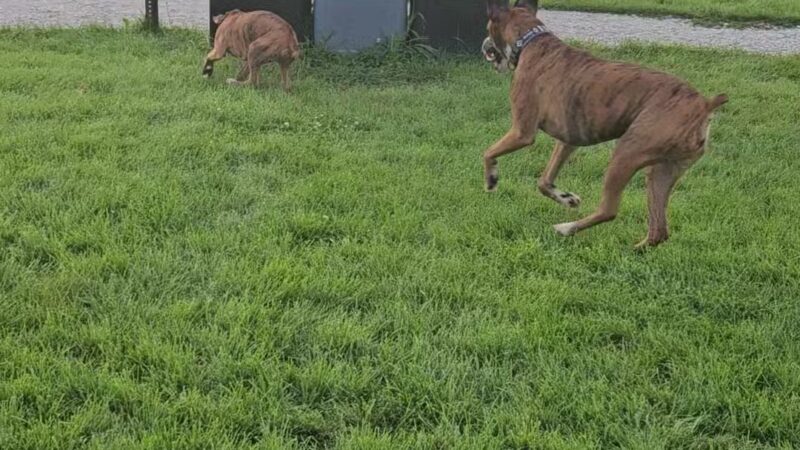 Paws & Pints - Des Moines, IA