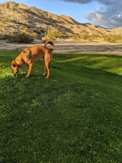 DHS Rotary Dog Park - Desert Hot Springs, CA