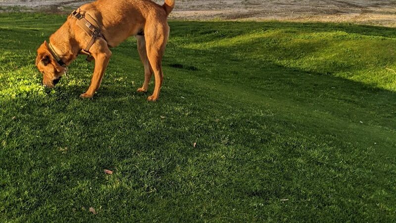 DHS Rotary Dog Park - Desert Hot Springs, CA