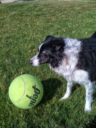 DHS Rotary Dog Park - Desert Hot Springs, CA