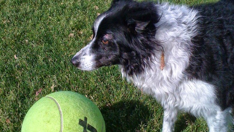 DHS Rotary Dog Park - Desert Hot Springs, CA