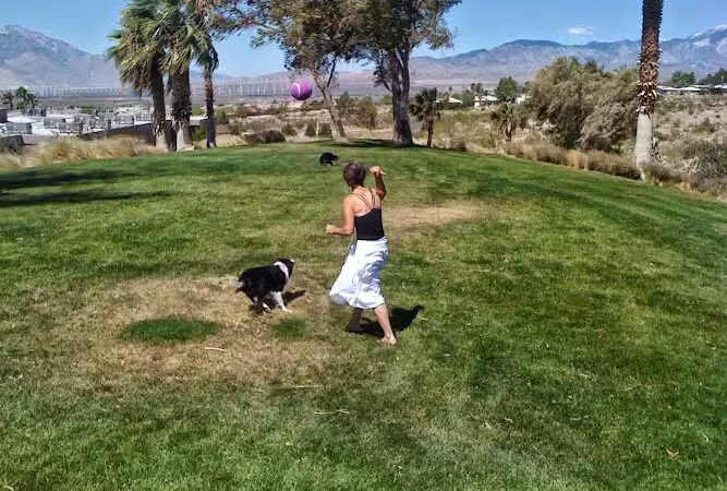 DHS Rotary Dog Park - Desert Hot Springs, CA