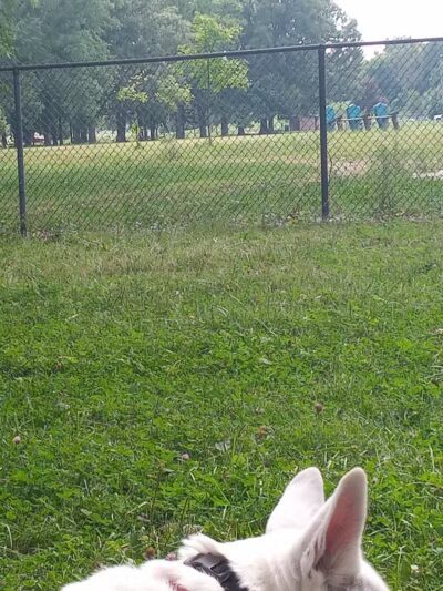 Balduck Park - Detroit,