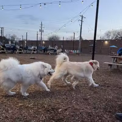 Barkside Detroit - Detroit, MI