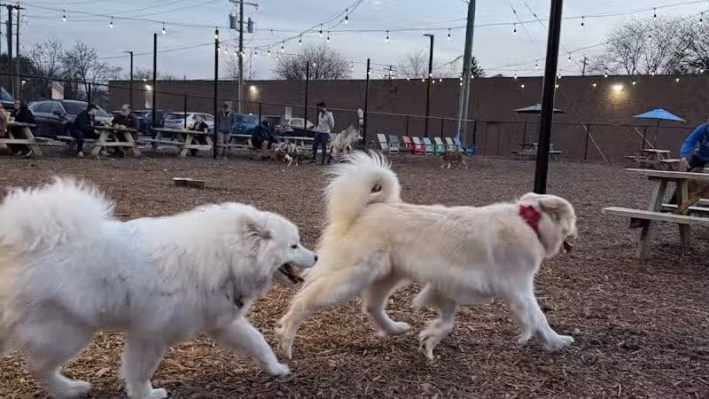 Barkside Detroit - Detroit, MI