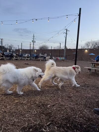 Barkside Detroit - Detroit, MI