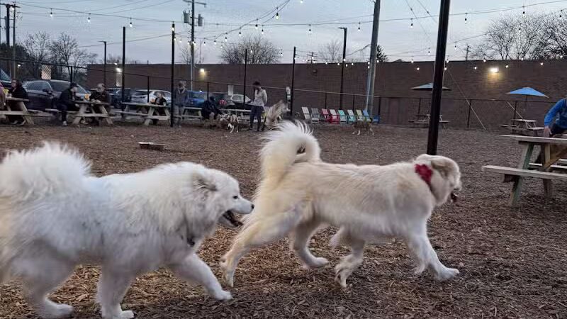 Barkside Detroit - Detroit, MI