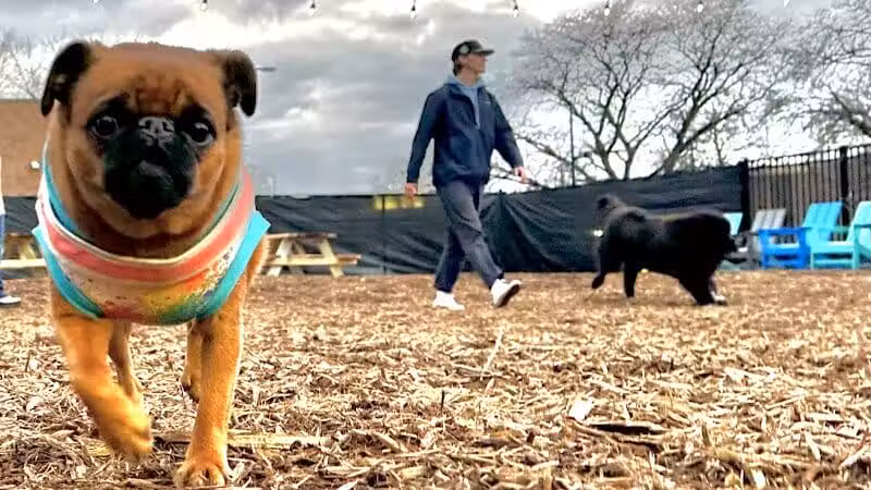Barkside Detroit - Detroit, MI