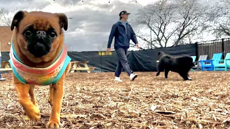 Barkside Detroit - Detroit, MI