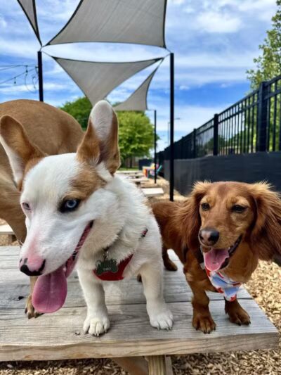 Barkside Detroit - Detroit, MI