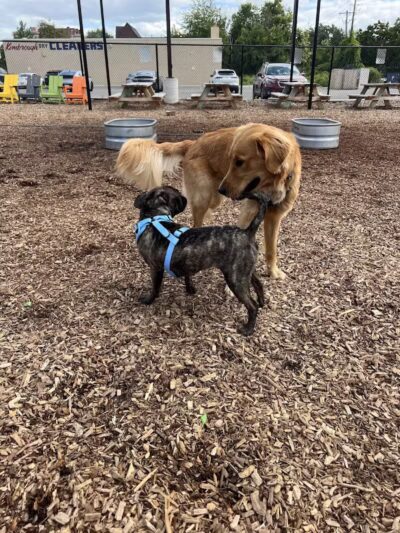 Barkside Detroit - Detroit, MI