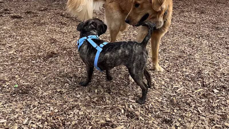 Barkside Detroit - Detroit, MI