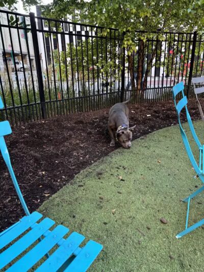 Capitol Park Dog Park - Detroit,