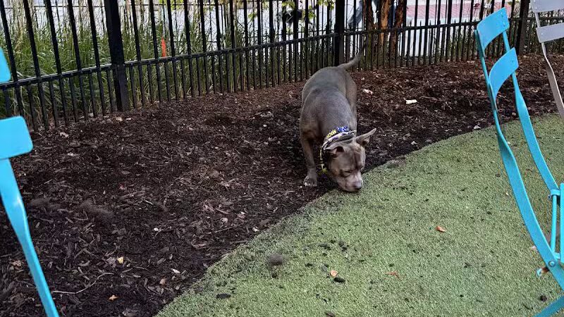 Capitol Park Dog Park - Detroit,