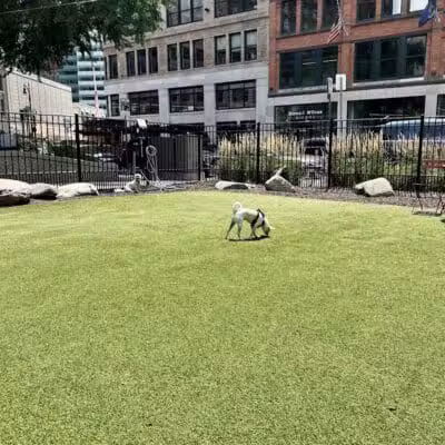 Capitol Park Dog Park - Detroit,
