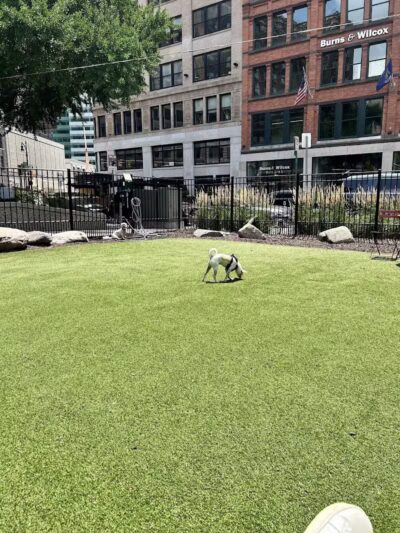 Capitol Park Dog Park - Detroit,