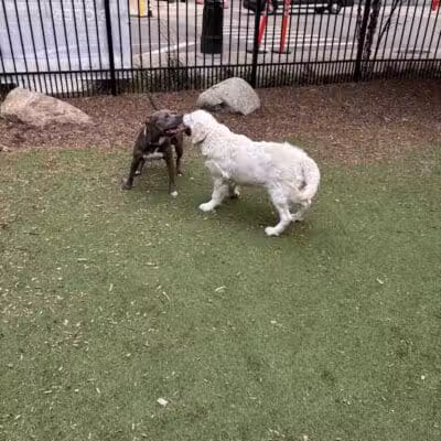 Capitol Park Dog Park - Detroit,