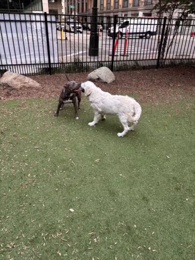 Capitol Park Dog Park - Detroit,