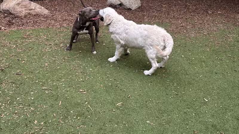 Capitol Park Dog Park - Detroit,