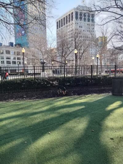 Capitol Park Dog Park - Detroit,