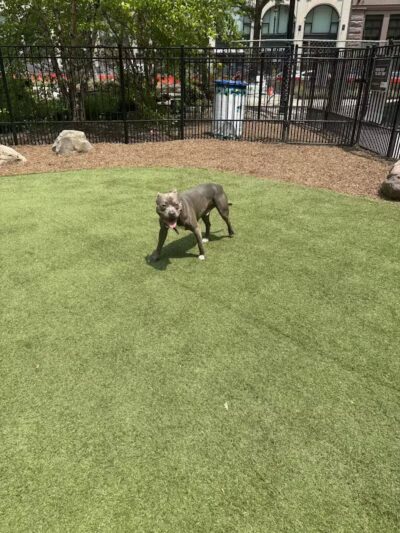 Capitol Park Dog Park - Detroit,