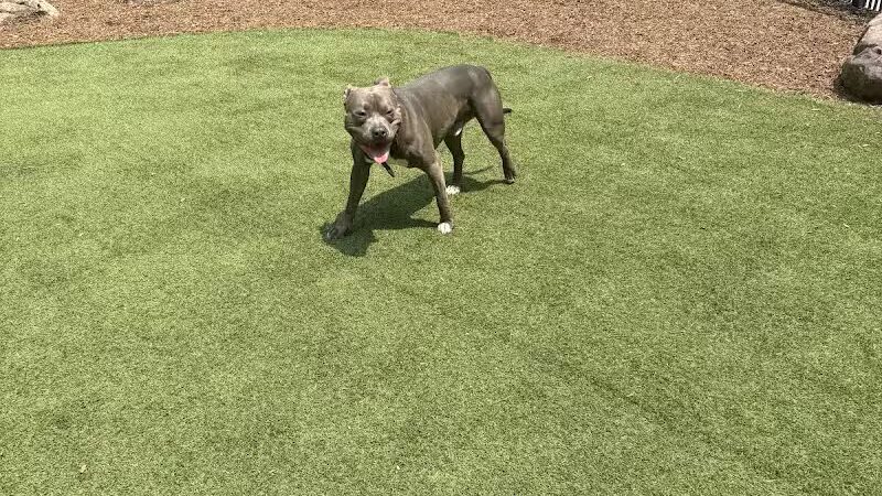 Capitol Park Dog Park - Detroit,