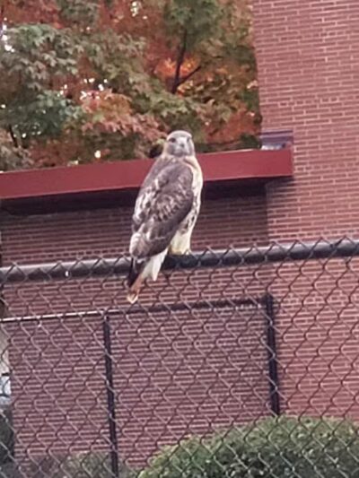 Comstock Playground - Detroit,