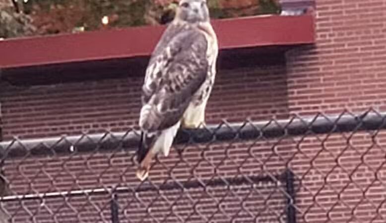 Comstock Playground - Detroit,