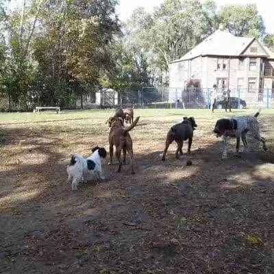 Detroit Dog Park - Detroit,