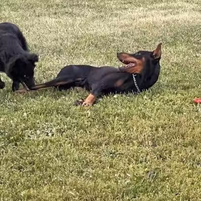Detroit Dog Park - Detroit,