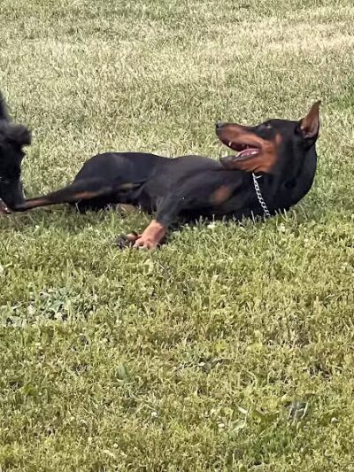 Detroit Dog Park - Detroit,