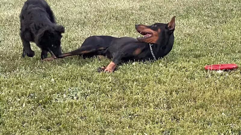 Detroit Dog Park - Detroit,