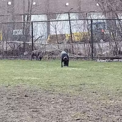 Detroit Dog Park - Detroit,