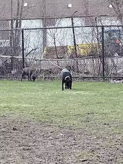 Detroit Dog Park - Detroit,