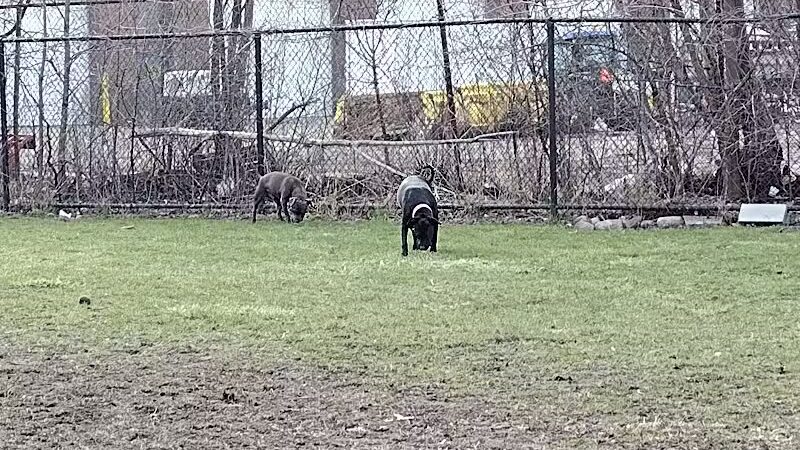 Detroit Dog Park - Detroit,