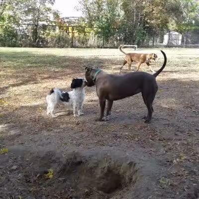 Detroit Dog Park - Detroit,