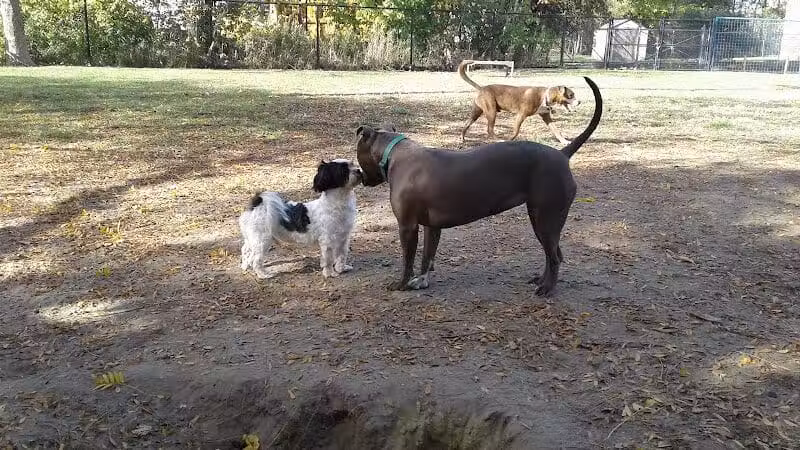 Detroit Dog Park - Detroit,