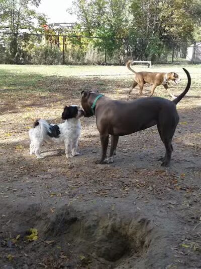 Detroit Dog Park - Detroit,