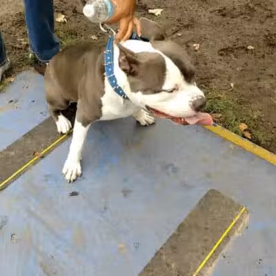Detroit Dog Park - Detroit,