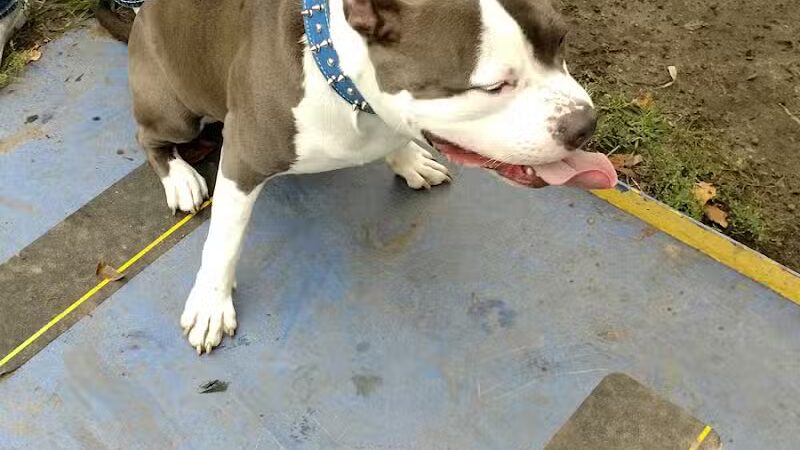 Detroit Dog Park - Detroit,