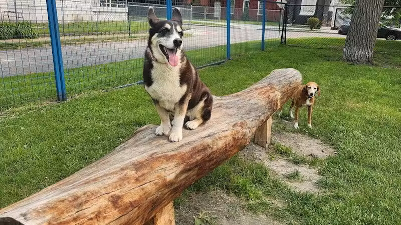 Detroit Dog Park - Detroit,