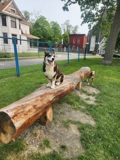 Detroit Dog Park - Detroit,