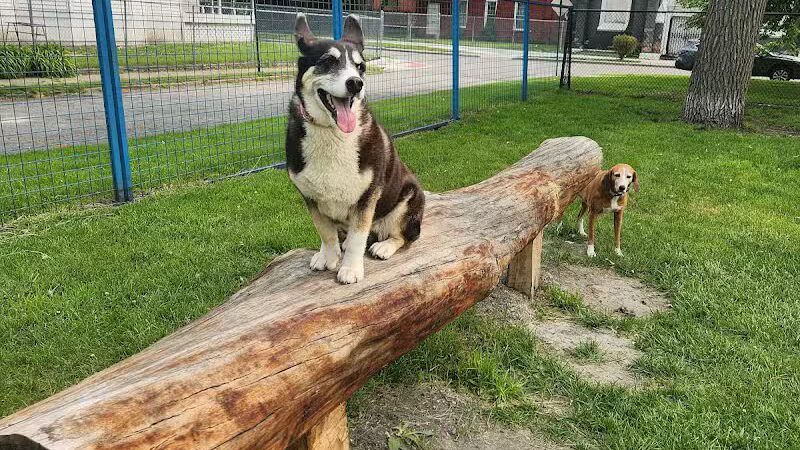 Detroit Dog Park - Detroit,