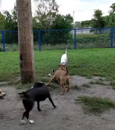 Detroit Dog Park - Detroit,