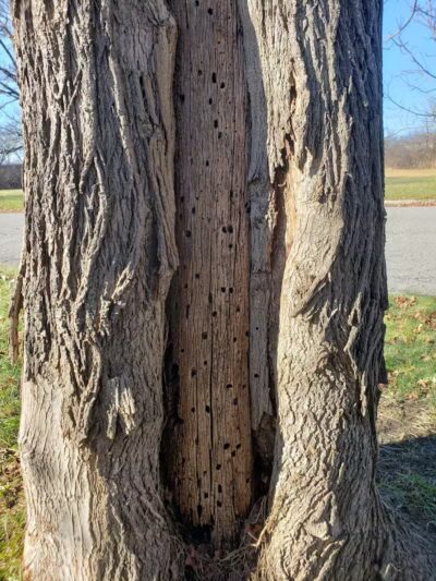 Eliza Howell Park - Detroit,