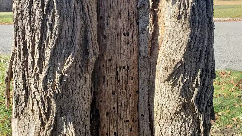 Eliza Howell Park - Detroit,